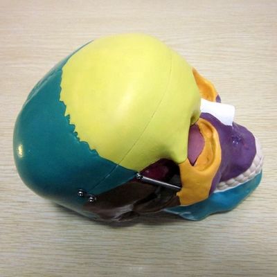 Modelo de esqueleto de tamaño de vida humana Modelo de huesos de cráneo cerebral para ayuda de estudio médico