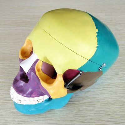 Modelo de esqueleto de tamaño de vida humana Modelo de huesos de cráneo cerebral para ayuda de estudio médico