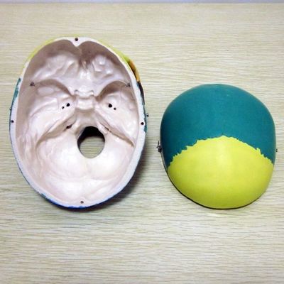 Modelo de esqueleto de tamaño de vida humana Modelo de huesos de cráneo cerebral para ayuda de estudio médico
