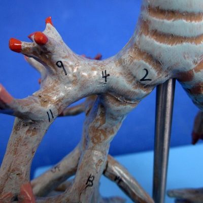 Vivido árbol bronquial anatómico modelo 26 posiciones marcadas anatomía de la tráquea para la ciencia médica
