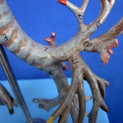 Vivido árbol bronquial anatómico modelo 26 posiciones marcadas anatomía de la tráquea para la ciencia médica