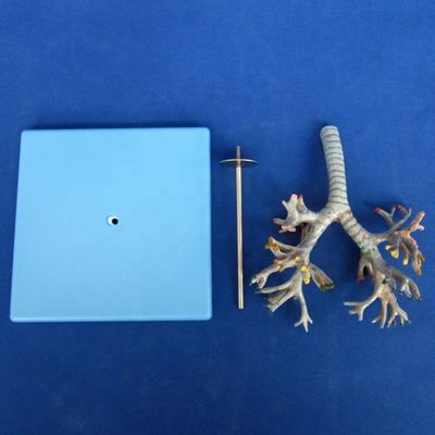 Vivido árbol bronquial anatómico modelo 26 posiciones marcadas anatomía de la tráquea para la ciencia médica