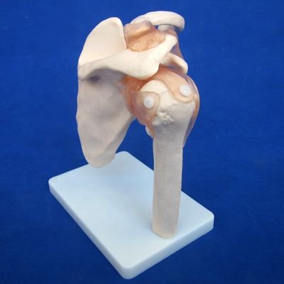 Modelos detallados de huesos articulares humanos para uso educativo hombro codo codo cadera rodilla mano y foo