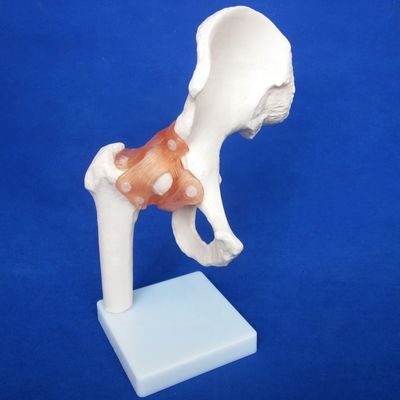 Modelos detallados de huesos articulares humanos para uso educativo hombro codo codo cadera rodilla mano y foo