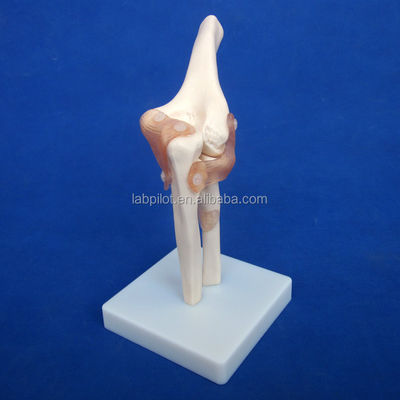 Modelos detallados de huesos articulares humanos para uso educativo hombro codo codo cadera rodilla mano y foo