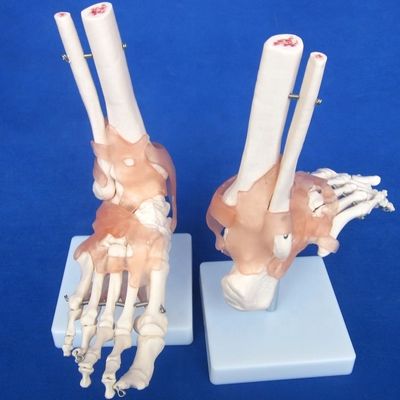 Modelos detallados de huesos articulares humanos para uso educativo hombro codo codo cadera rodilla mano y foo