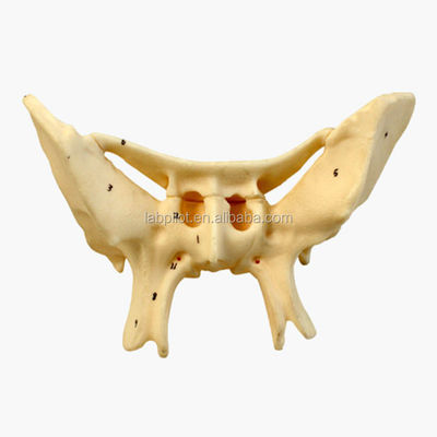 Amplificado hueso alar hueso esfenoide estructuras anatómicas detalladas modelo para estudio médico