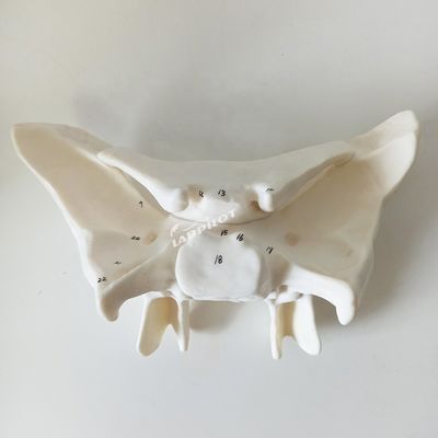 Amplificado hueso alar hueso esfenoide estructuras anatómicas detalladas modelo para estudio médico