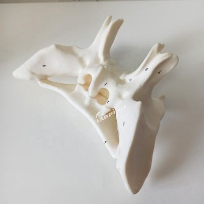 Amplificado hueso alar hueso esfenoide estructuras anatómicas detalladas modelo para estudio médico