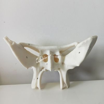Amplificado hueso alar hueso esfenoide estructuras anatómicas detalladas modelo para estudio médico