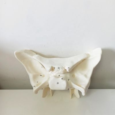 Amplificado hueso alar hueso esfenoide estructuras anatómicas detalladas modelo para estudio médico