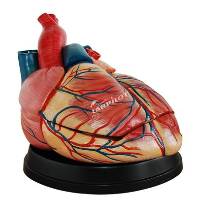 Modelo de corazón anatómico de tamaño humano ideal para fines de enseñanza y demostración