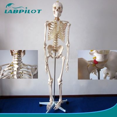 Modelo de esqueleto articular flexible de 180 cm para demostración anatómica en ciencia médica