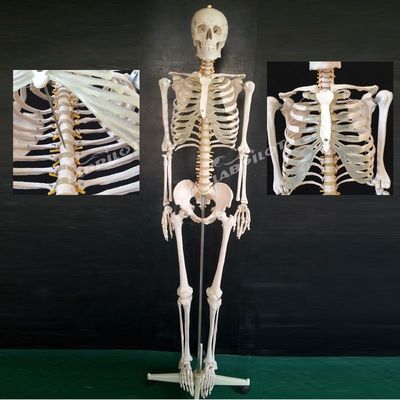 Modelo de esqueleto articular flexible de 180 cm para demostración anatómica en ciencia médica