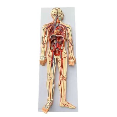 Tamaño de vida Circulación médica Modelo de demostración del sistema circulatorio sanguíneo humano