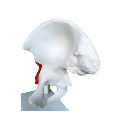 Estructuras anatómicas detalladas Enseñanza médica Modelo de articulación de cadera con ligamento artificial hueso humano