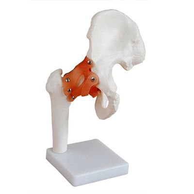 Estructuras anatómicas detalladas Enseñanza médica Modelo de articulación de cadera con ligamento artificial hueso humano