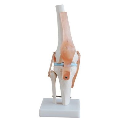 Modelo profesional de articulación de rodilla hecho de PVC avanzado para la educación anatómica