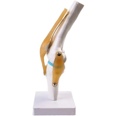 Modelo profesional de articulación de rodilla hecho de PVC avanzado para la educación anatómica