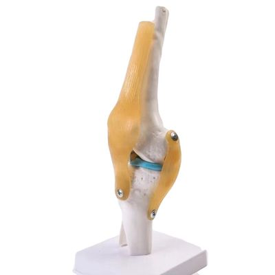 Modelo profesional de articulación de rodilla hecho de PVC avanzado para la educación anatómica
