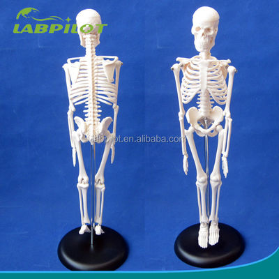 Logotipo personalizable Modelo avanzado de esqueleto flexible de PVC con mandíbula móvil y material 45CM