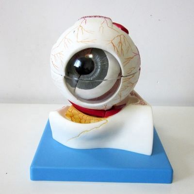 Modelo de globo ocular educativo Estructura anatómica del ojo agrandada para hospitales y centros educativos