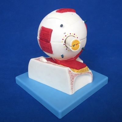 Modelo de globo ocular educativo Estructura anatómica del ojo agrandada para hospitales y centros educativos