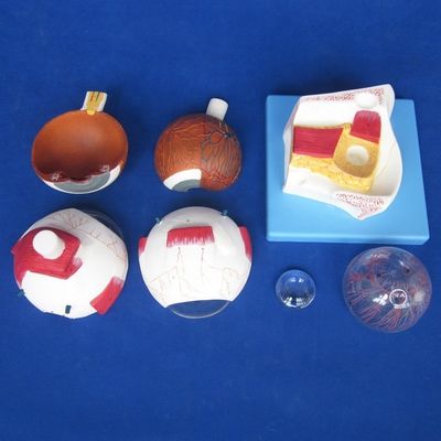 Modelo de globo ocular educativo Estructura anatómica del ojo agrandada para hospitales y centros educativos