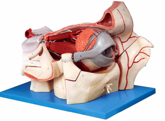Modelos Oftalmológicos Modelos anatómicos Modelo de globo ocular y órbita con modelo deluxe de 9 partes