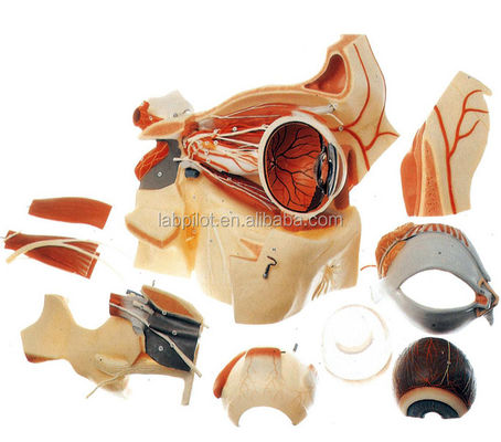 Modelos Oftalmológicos Modelos anatómicos Modelo de globo ocular y órbita con modelo deluxe de 9 partes