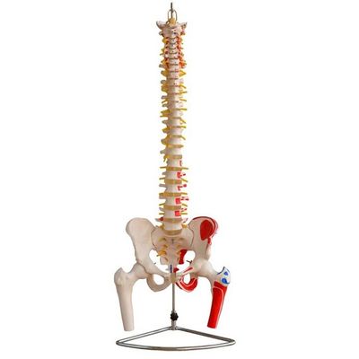 Modelo de la columna vertebral de tamaño humano con pelvis y músculos Modelo avanzado de PVC musculoesquelético