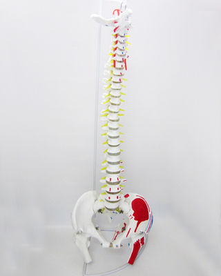 Modelo de la columna vertebral de tamaño humano con pelvis y músculos Modelo avanzado de PVC musculoesquelético
