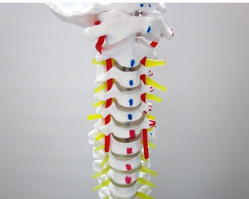 Modelo de la columna vertebral de tamaño humano con pelvis y músculos Modelo avanzado de PVC musculoesquelético