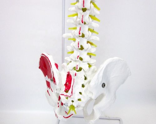 Modelo de la columna vertebral de tamaño humano con pelvis y músculos Modelo avanzado de PVC musculoesquelético
