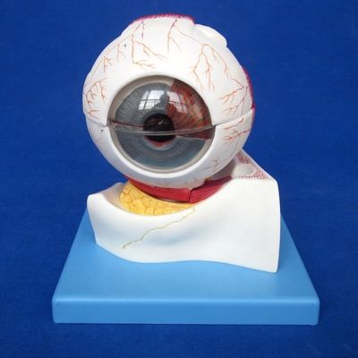 Modelo de globo ocular anatómico de 7 partes de tamaño de vida humana para categorías oftalmológicas
