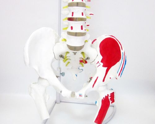 Modelo de la columna vertebral de tamaño humano con pelvis y músculos Modelo avanzado de PVC musculoesquelético