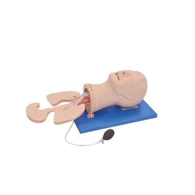 Modelo electrónico de capacitación de gestión de vías respiratorias multipropósito para las necesidades de tamaño humano