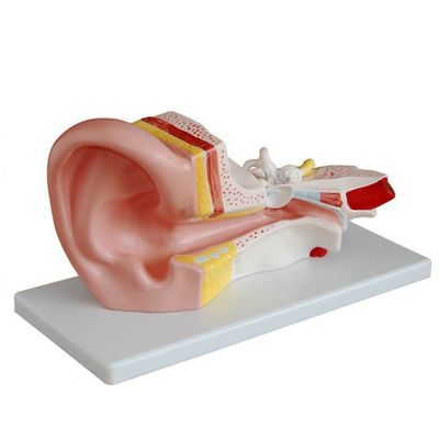 Modelo de oído medio para otología Modelos anatómicos Representación detallada de la anatomía humana