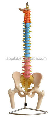 Modelo de columna vertebral de color con pelvis cervical lumbar y vértebras torácicas