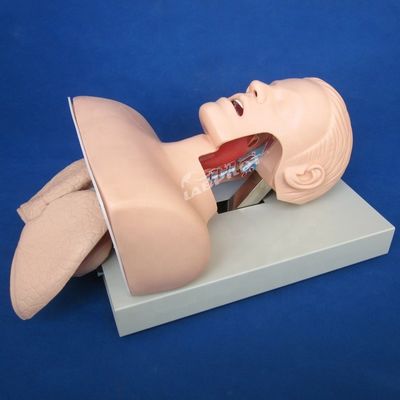 Práctica de intubación de la tráquea Tamaño de vida humana Modelo de entrenamiento de intubación oral y nasal