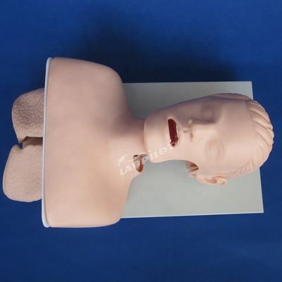 Práctica de intubación de la tráquea Tamaño de vida humana Modelo de entrenamiento de intubación oral y nasal