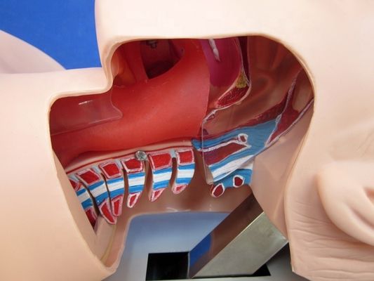 Práctica de intubación de la tráquea Tamaño de vida humana Modelo de entrenamiento de intubación oral y nasal