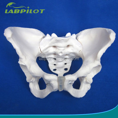 Modelo avanzado de hueso de cadera de PVC vivo para la enseñanza del modelo de pelvis femenino dentro de las clínicas
