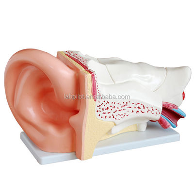 Modelo de oreja de tamaño humano Demonstración anatómica de la estructura del oído para exposiciones