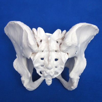 Modelo avanzado de hueso de cadera de PVC vivo para la enseñanza del modelo de pelvis femenino dentro de las clínicas