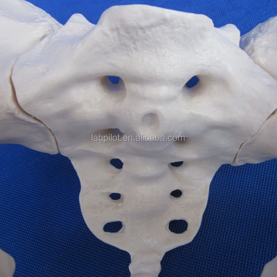Modelo avanzado de hueso de cadera de PVC vivo para la enseñanza del modelo de pelvis femenino dentro de las clínicas