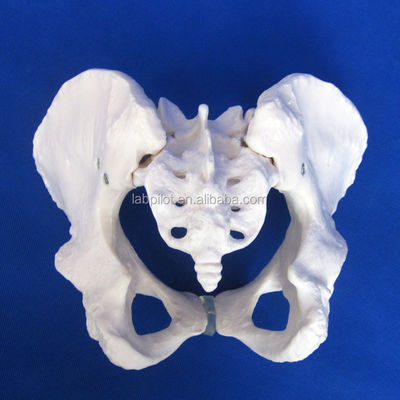 Modelo avanzado de hueso de cadera de PVC vivo para la enseñanza del modelo de pelvis femenino dentro de las clínicas