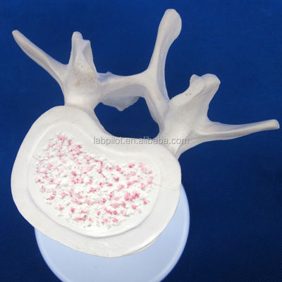 Modelos de vértebras vivas para la ciencia médica Atlas eje cervical Torácico y lumbar
