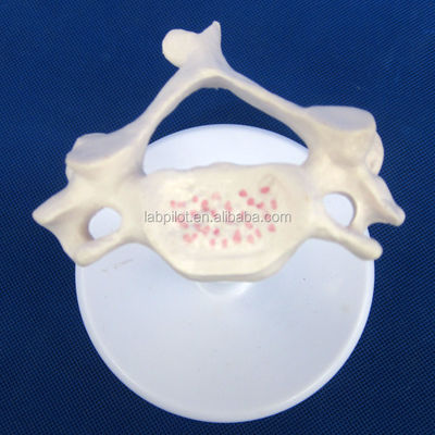 Modelos de vértebras vivas para la ciencia médica Atlas eje cervical Torácico y lumbar
