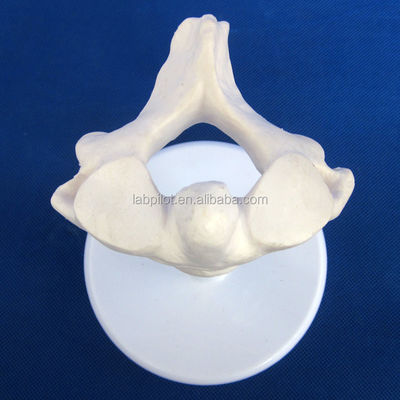 Modelos de vértebras vivas para la ciencia médica Atlas eje cervical Torácico y lumbar